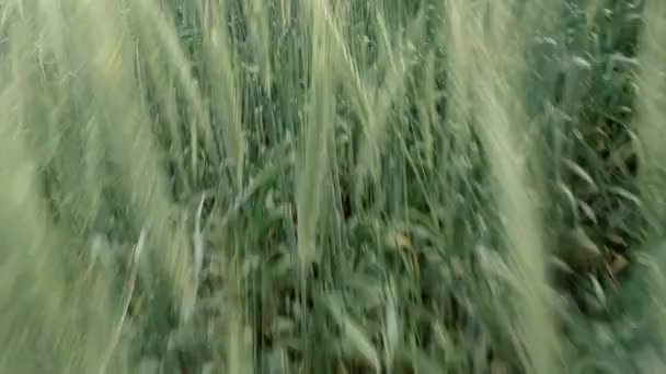 Caméra se déplace sur le champ de céréales dans la journée venteuse 