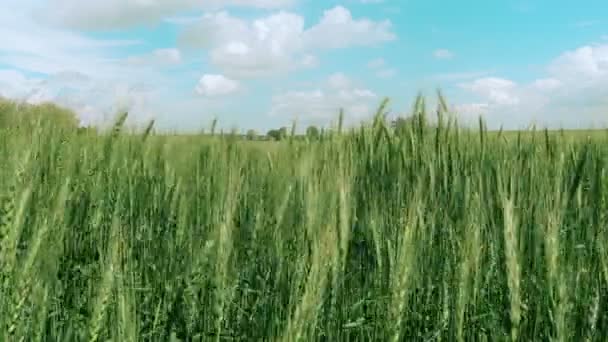 Переміщення зелених вух в літній день — стокове відео