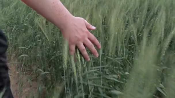 Cámara seguir la mano del hombre en el campo de cereales — Vídeos de Stock