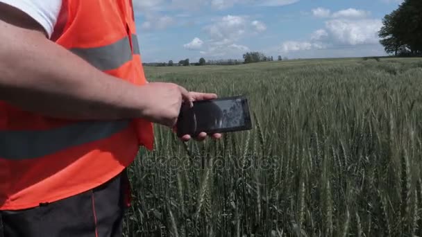 Rolnik za pomocą tabletu w pobliżu zbóż — Wideo stockowe