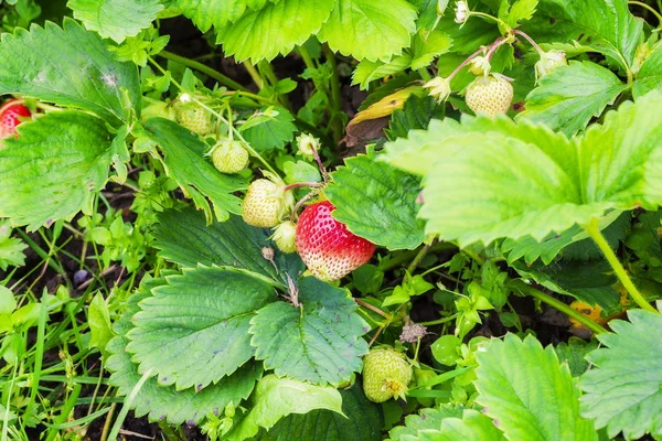 Unripe strawberries in the garden — Stock Photo, Image