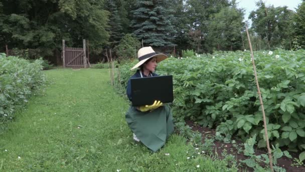 Jardinière avec ordinateur portable près des plants de pommes de terre — Video