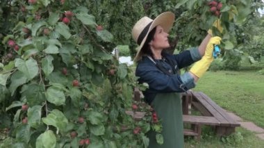 Kadın bahçıvan yeni elma ile elma ağacı kontrol