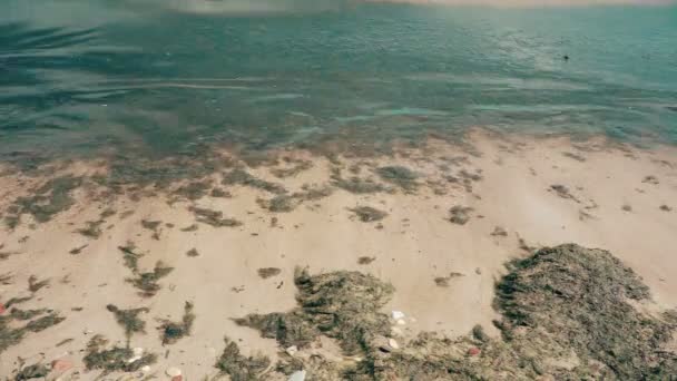 Polluted with seaweed, seaside seafront — Stock Video