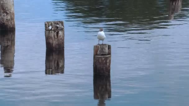 Gaviota en el bosque en el mar — Vídeo de stock