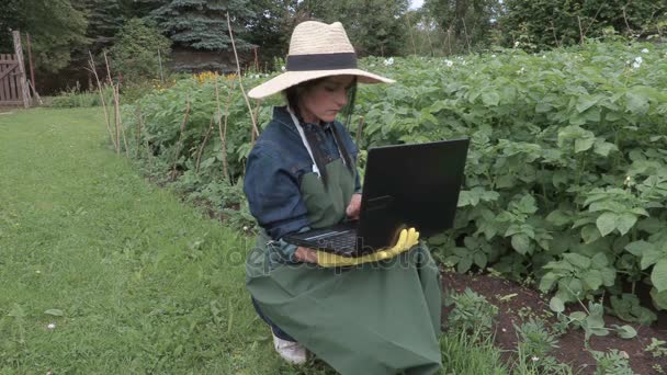 Kvinna trädgårdsmästare använder laptop nära potatis växterna — Stockvideo