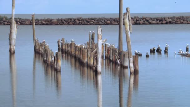 Aves de gaviota en el mar — Vídeos de Stock