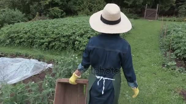 Női Kertész hozza a fából készült doboz és burgonya növények ellenőrzése — Stock videók