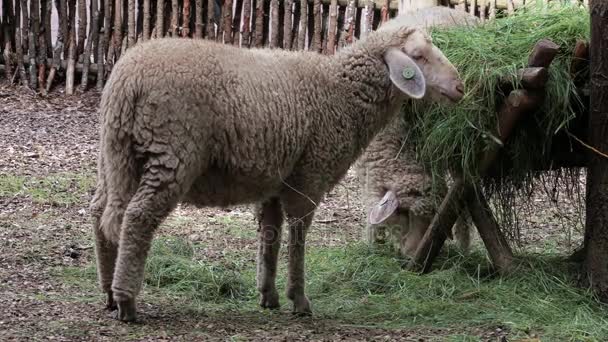 Ovejas pastando en el paddock — Vídeos de Stock