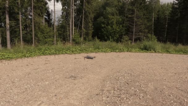 Man take drone and walking away — Stock Video