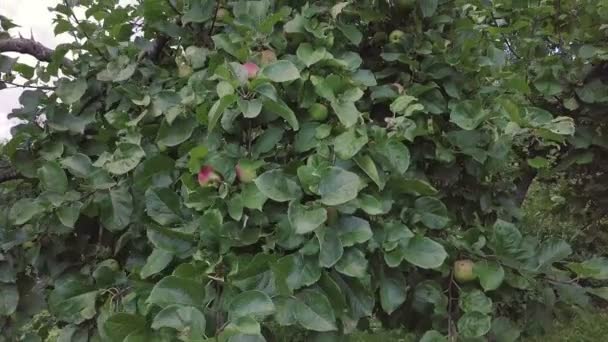 Manzano con manzanas nuevas — Vídeo de stock