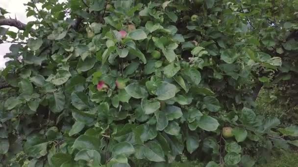 Appelboom met nieuwe appels — Stockvideo