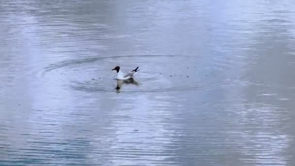 Möwenvogel auf See — Stockvideo