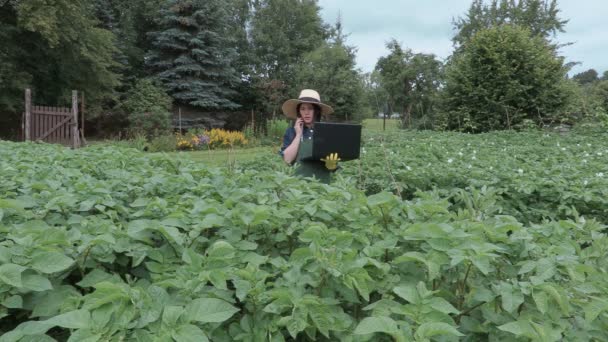 Jardinero femenino con teléfono y portátil cerca de las plantas de patatas — Vídeo de stock
