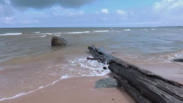 Boom aan de kust in de zomer — Stockvideo