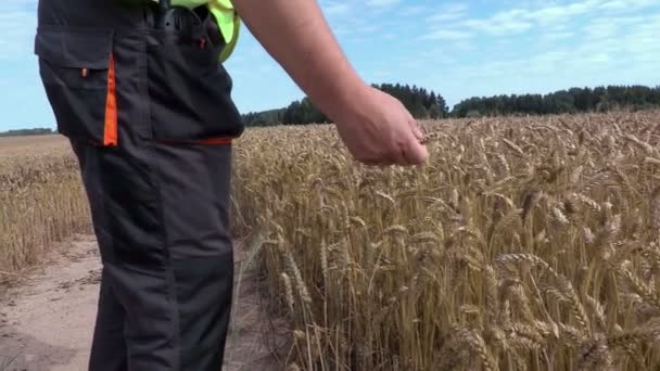 Agricultor verificando cereales en el campo — Vídeo de stock