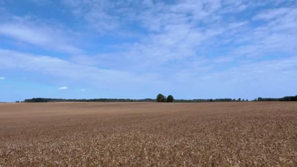 Getreidefeld mit blauem Himmel. Zeitraffer — Stockvideo
