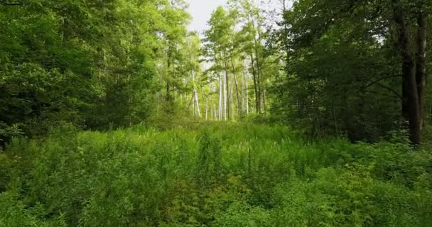 Камера уходит глубже в заросший лес — стоковое видео