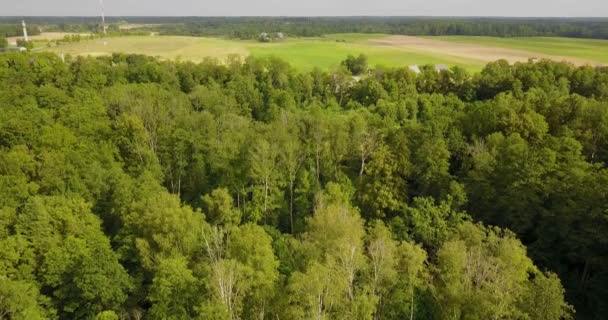 Vue de la cime des arbres dans le parc rural 