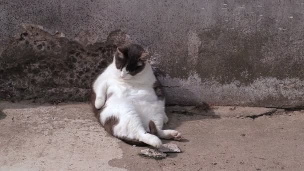 Gordo, gato preguiçoso sentado na parede — Vídeo de Stock