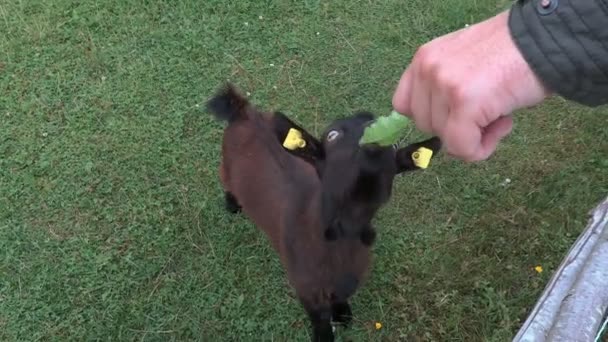 Маленький козел їсть траву з рук — стокове відео