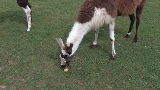 Lama äter äpple på gräset — Stockvideo