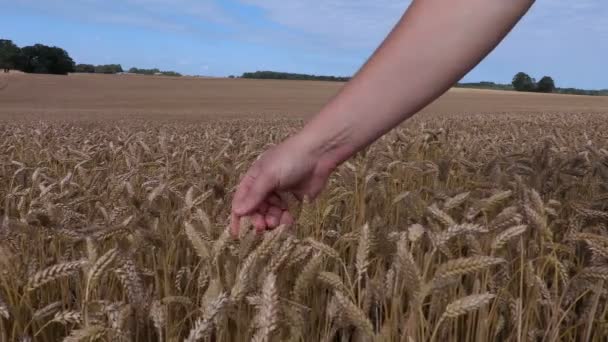 Mão de agricultor na orelha de cereais — Vídeo de Stock