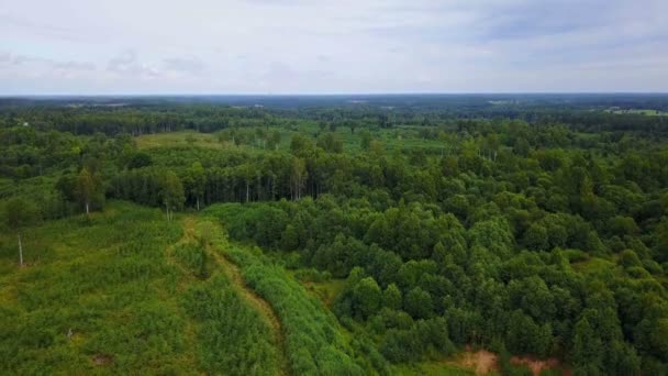 Vue de la caméra sur les extrémités des arbres — Video