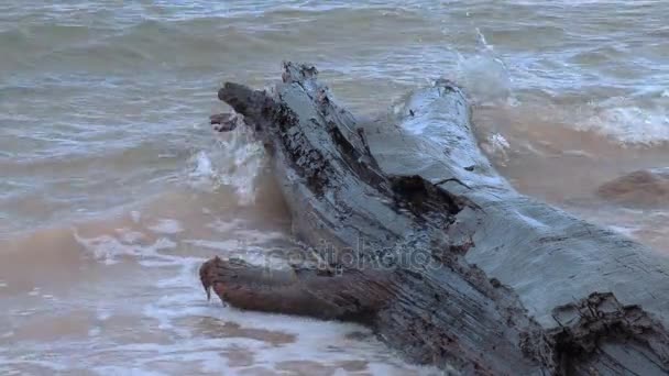 Árbol viejo en el paseo marítimo de cerca — Vídeo de stock