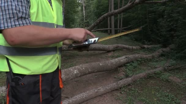 Werknemer met tablet in de buurt van omgevallen bomen — Stockvideo