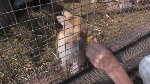 People feed the rabbit — Stock Video