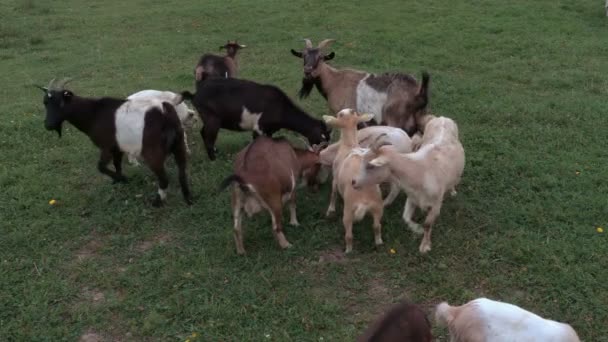 Cabras pastando en el prado en verano — Vídeo de stock