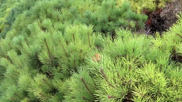 Las ramas de pino se mueven en el viento — Vídeos de Stock