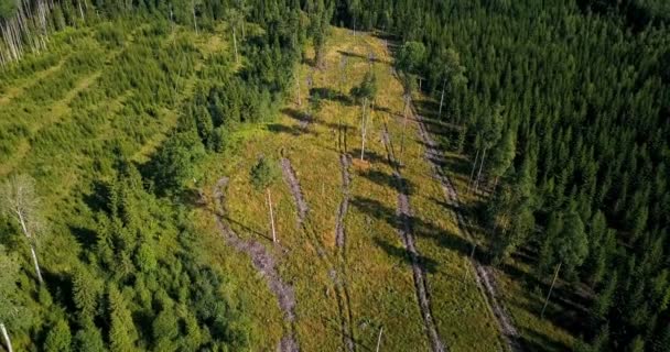 森林砍伐面积从鸟的眼睛 — 图库视频影像
