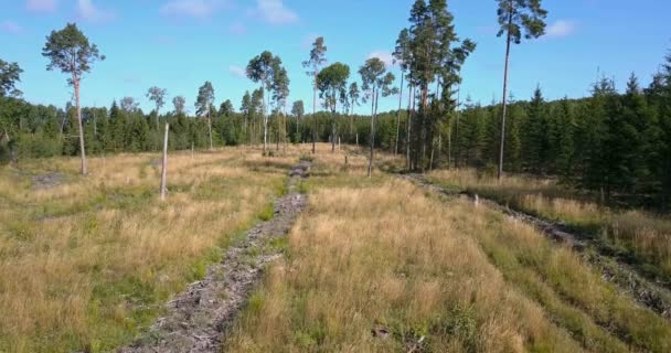 Área de abate florestal com pinheiros — Vídeo de Stock
