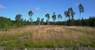 Fotoğraf makinesi yan alan felling ormanda olur
