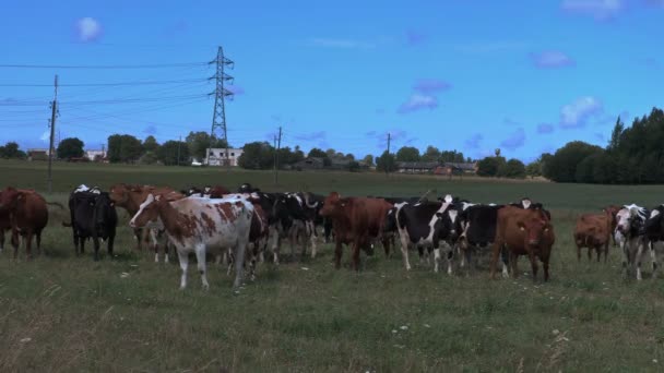 Las vacas pastan en el césped con la granja en la distancia — Vídeos de Stock