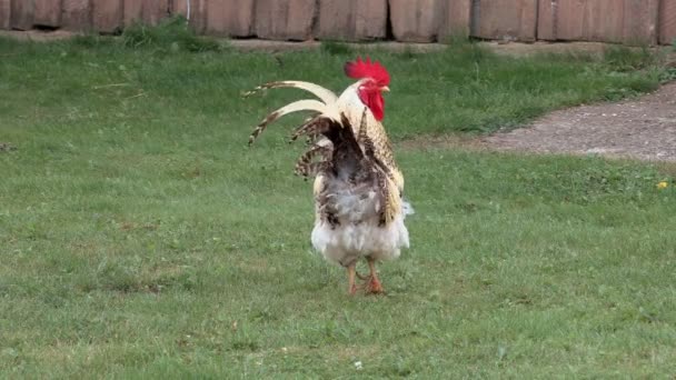 Rooster crowing in the outdoor — Stock Video