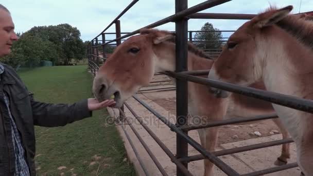 Man muildieren in zomerdag voederen — Stockvideo