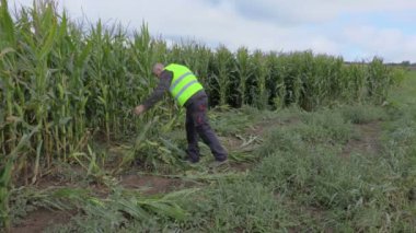 Mısır tarlasını denetleyen çiftçi