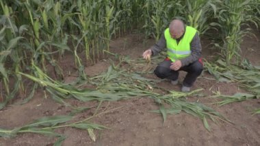 Hasarlı mısır tarlası stresli çiftçi
