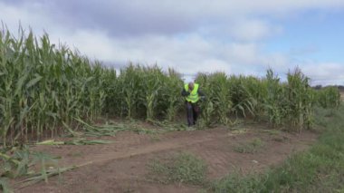 Akıllı telefon bozuk mısır tarlası konuşurken stresli çiftçi