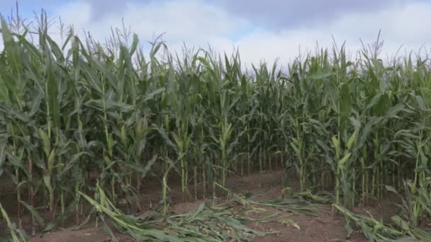 Campo de maíz en día ventoso — Vídeos de Stock