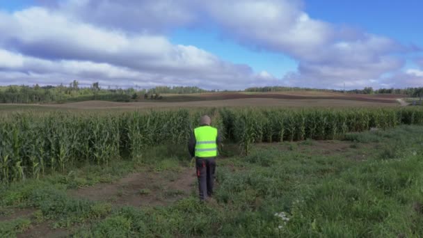 Фермер на кукурузном поле — стоковое видео