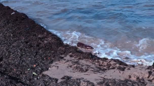 Botella de plástico en la costa contaminada por el mar — Vídeo de stock