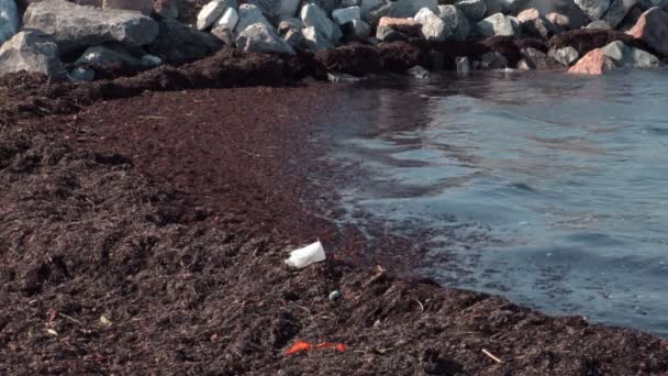 Загрязненное побережье в море — стоковое видео