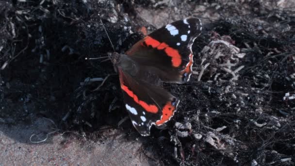 Farfalla sulla spiaggia inquinata vicino al mare — Video Stock