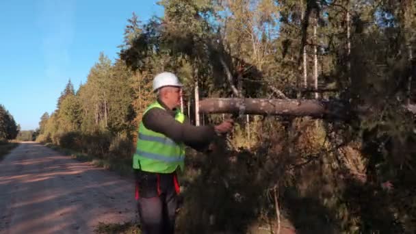 Forestry worker try to fix fallen spruce — Stock Video