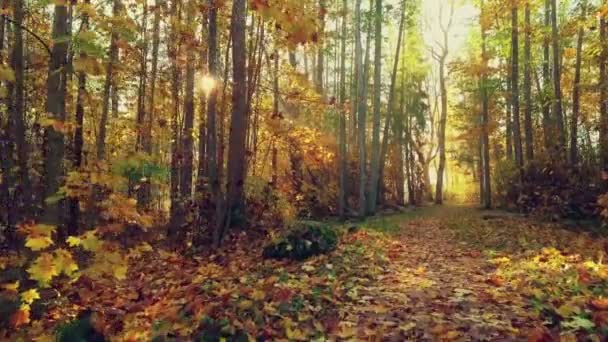 Trilha de parque no outono com raios de sol — Vídeo de Stock