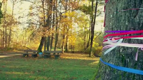 Парковий пейзаж восени з сонячними променями — стокове відео